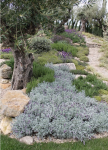 Aiuole rocciose fai da te con alberi